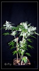 F+46 White-Widow#2.jpg