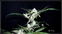 F+46 UK cheese bud.jpg