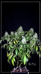 FLO+59 Afghany#1 .JPG