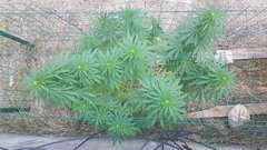Black Bomb #1 30_08.jpg