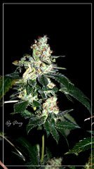 FLO+59 White-widow#2 bud .JPG