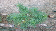 Easy Haze  #2 30_08.jpg