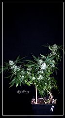 FLO+59 UK cheese exodus cut .JPG