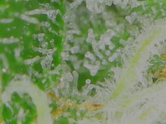 Thu Aug 20 08-36-20.jpg
