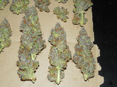 DSCN5415.JPG