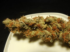 DSCN5457.JPG