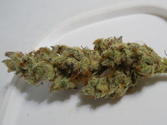 DSCN5530.JPG