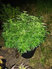IMG_20200710_235504.jpg