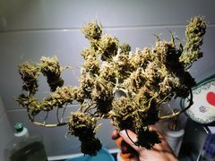 IMG_20200731_011711.jpg