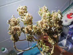 IMG_20200731_012049.jpg