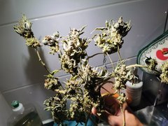 IMG_20200731_012343.jpg