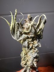IMG_20200731_012431.jpg