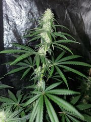 IMG_20200801_212309.jpg