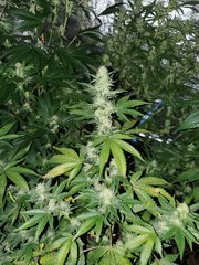IMG_20200801_212316.jpg