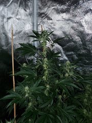 IMG_20200801_212355.jpg