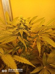 IMG_20200802_223738_9