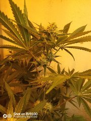 IMG_20200802_223758_2