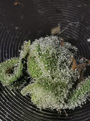 IMG_20200803_133456.jpg