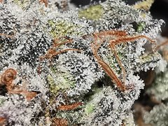IMG_20200803_133612.jpg