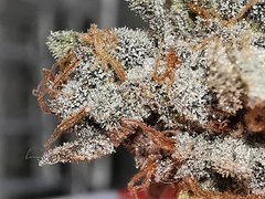 IMG_20200803_133620.jpg