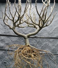 IMG_20200803_222737.jpg