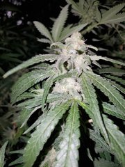 IMG_20200804_210359.jpg