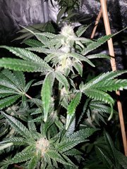 IMG_20200804_210418.jpg