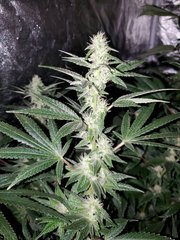 IMG_20200804_210427.jpg
