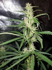 IMG_20200804_210518.jpg