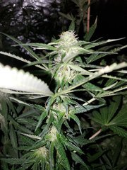 IMG_20200804_210540.jpg