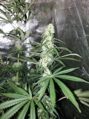 IMG_20200804_210551.jpg