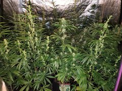 IMG_20200804_210819.jpg