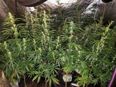 IMG_20200804_210914.jpg
