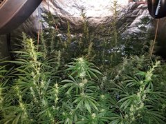 IMG_20200804_210926.jpg