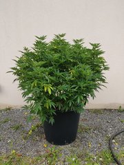 IMG_20200805_120440.jpg