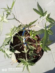IMG_20200805_192353_5