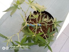 IMG_20200805_192421_4