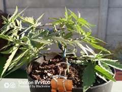IMG_20200805_192619_0
