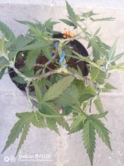IMG_20200807_154938_7.jpg