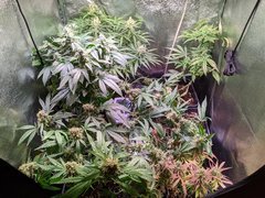 IMG_20200807_211600.jpg