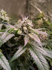 Strawnana DNA Genetics