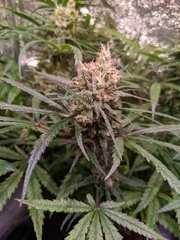 CBD Compassion