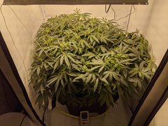 IMG_20200807_211750.jpg