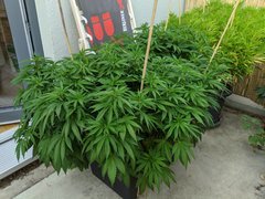 IMG_20200808_162544.jpg