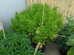 IMG_20200808_162600.jpg