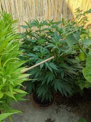 IMG_20200808_162608.jpg