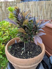 IMG_20200808_162703.jpg