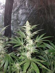 IMG_20200808_212214.jpg