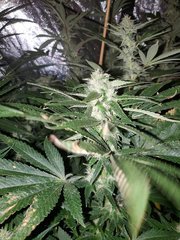 IMG_20200808_212225.jpg