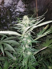 IMG_20200808_212233.jpg